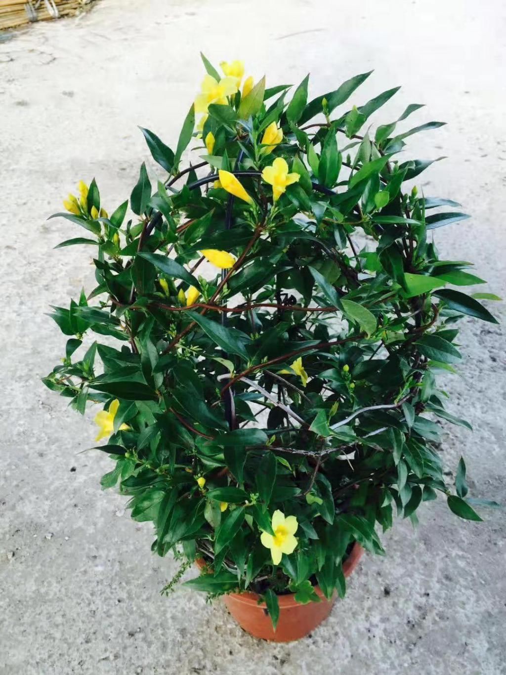 好闻的“香水花”,天冷开花一开开满盆,养一盆吧!