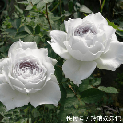 情商高的三个聊天方式男,高情商男子的聊天方式:建立深入关系的秘诀
