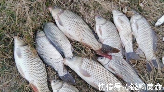 钓友|钓鲤鱼选什么钓位?钓鲤鱼用什么饵料最好?