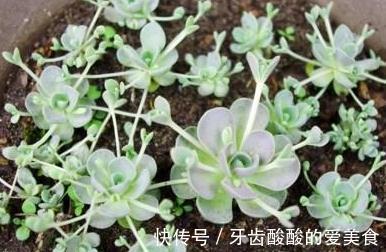 养护|唯美易爆盆，多肉植物子持莲华的养护方法