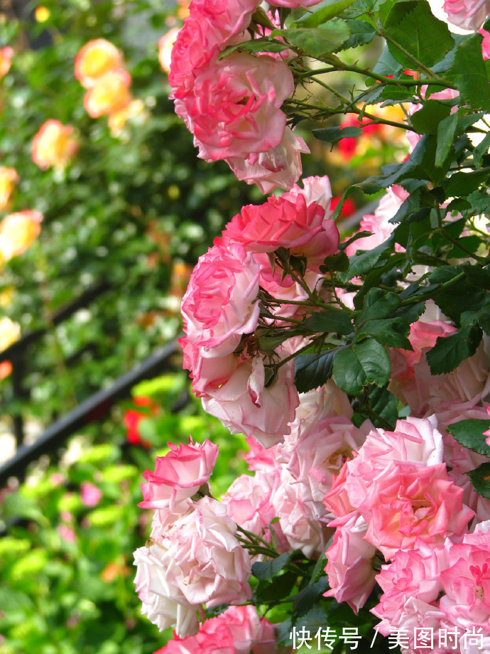 阳台上|为建花园,不顾反对买了一楼带院子,3年的亲手布置朋友都羡慕了