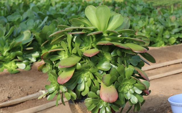 想把“多肉”养爆盆，学会4个“小技巧”，养出状态，轻松变老桩