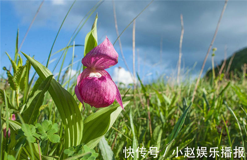 绣花鞋|九寨沟出现濒临灭绝的野兰花，唇瓣有兜，似女人的绣花鞋