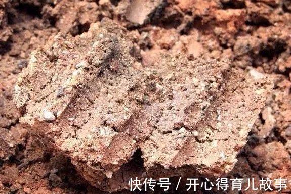 这种废物稍加处理,就能变废为宝,用来养多肉不烂根植株壮