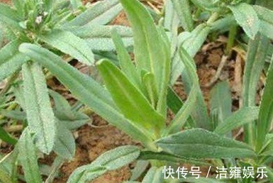 野菜|以下3种野菜,营养药用价值媲美保健品,值得了解一下