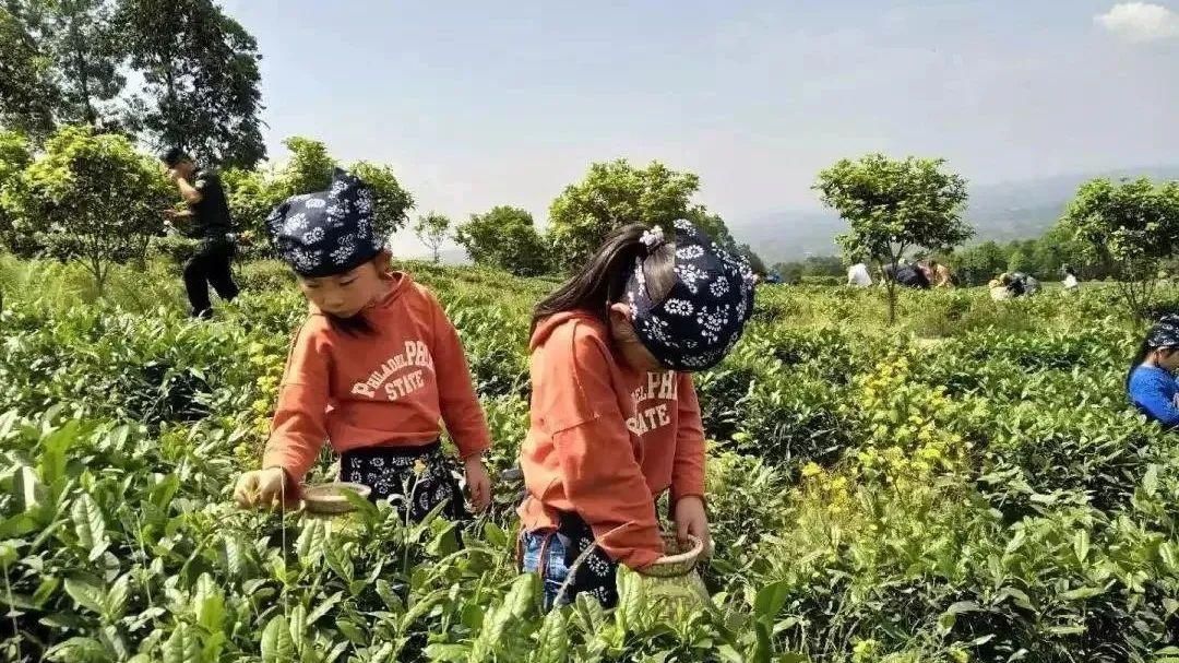 除了看花，还能干点啥？春游船山，这里与众不同！|休闲播报 |除了看花，还能干点啥？春游船山，这里与众不同！\＂,\＂i12\＂:\＂休闲播报