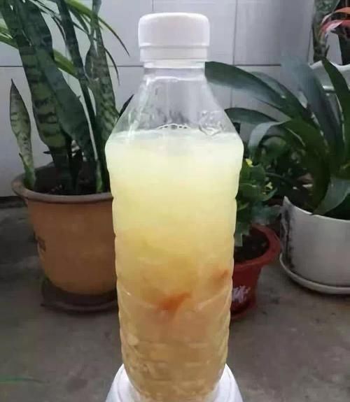 家家|它是“天然氮肥”,家家都有,养花埋盆里,营养有价值,养啥旺啥