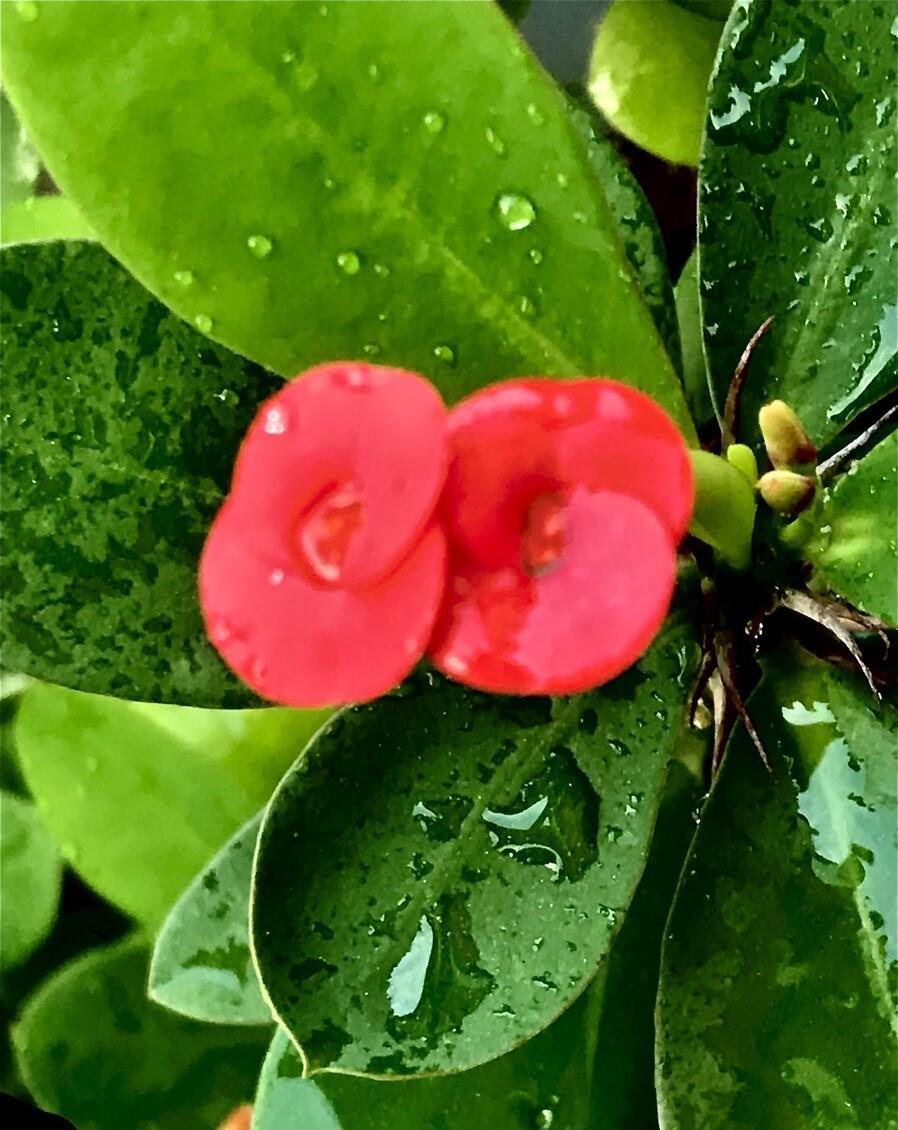 花芽|公认“好养”的3种花，适合现在养，稍加养护就能接二连三开花