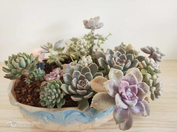 状态一般的多肉们,在我这儿已经是最美的存在了!