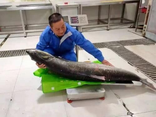 人称|人称“水中老虎”,鱼中的害群之马,肉质鲜美,5000块只能买90斤