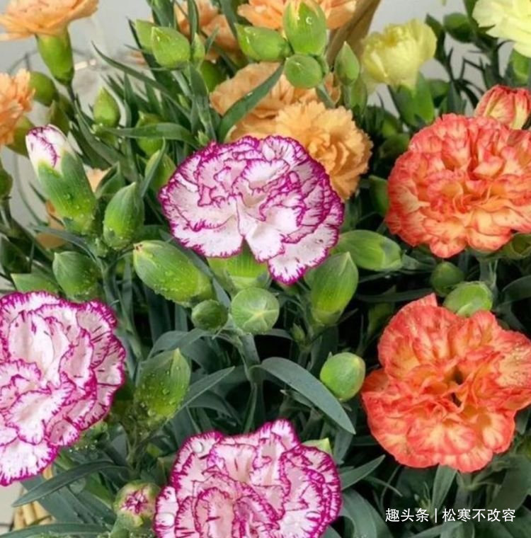 花卉|喜欢养花,不如养此款花,不闻不问,花卉烂漫迷人