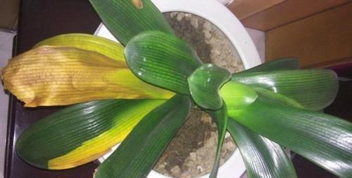 黄叶|君子兰叶子发黄的8大原因及处理方法
