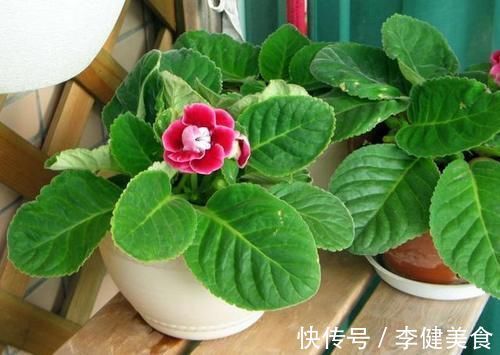 养花：因为土壤呈碱性而引发黄叶问题，就该用这几样“水”解决