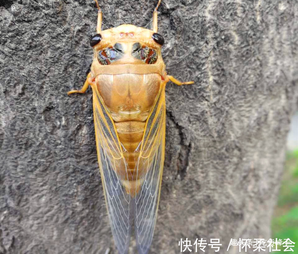 高蛋白食物|地下蛰伏5年,知了能吃吗吃了对身体有何危害为了健康别再吃错