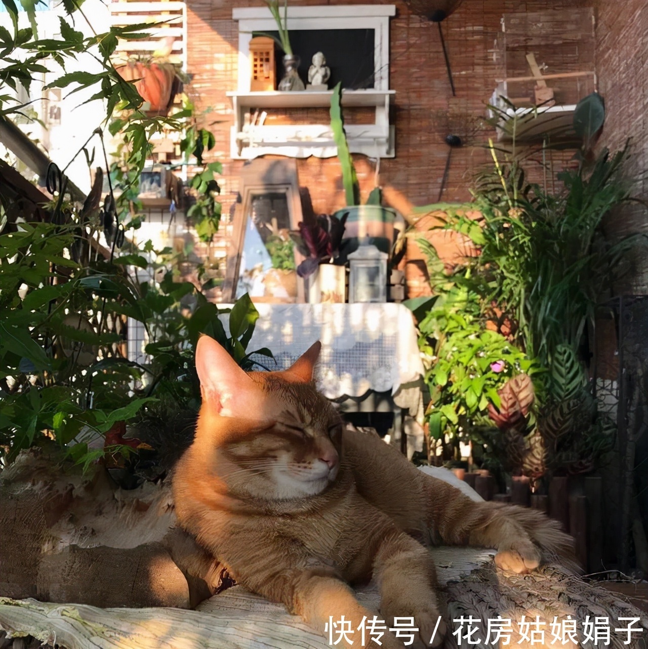 扶芳藤|把阳台打造成自己喜欢的小花房，需要从这些方面去做，就能拥有它