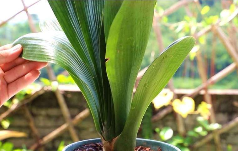 君子兰最喜欢“2种液体”,一月浇1次,一年能长8片叶,好用!