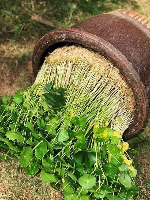 4种花最喜欢水,夏天养在“水缸”里,30天长爆盆、还开花