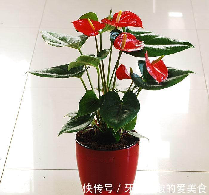 宜人花|秋冬季节,天气干燥,养上这几种“宜人花”,人养花,花养着你