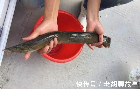 水库泥鳅精!广东水库老乡钓起“巨鳅”,当地人几十年没过了