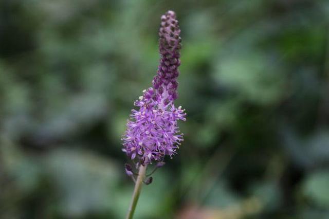 这野草看着像大蒜，其实价值更高，野生的不多见，人称“绵枣”