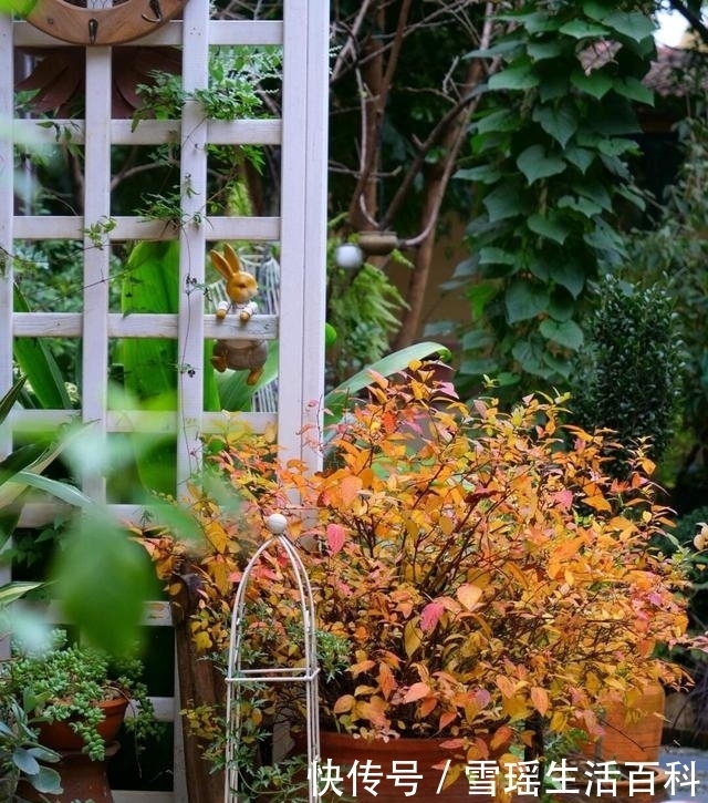 保姆级教程|冬季院子清园的石硫合剂使用方法