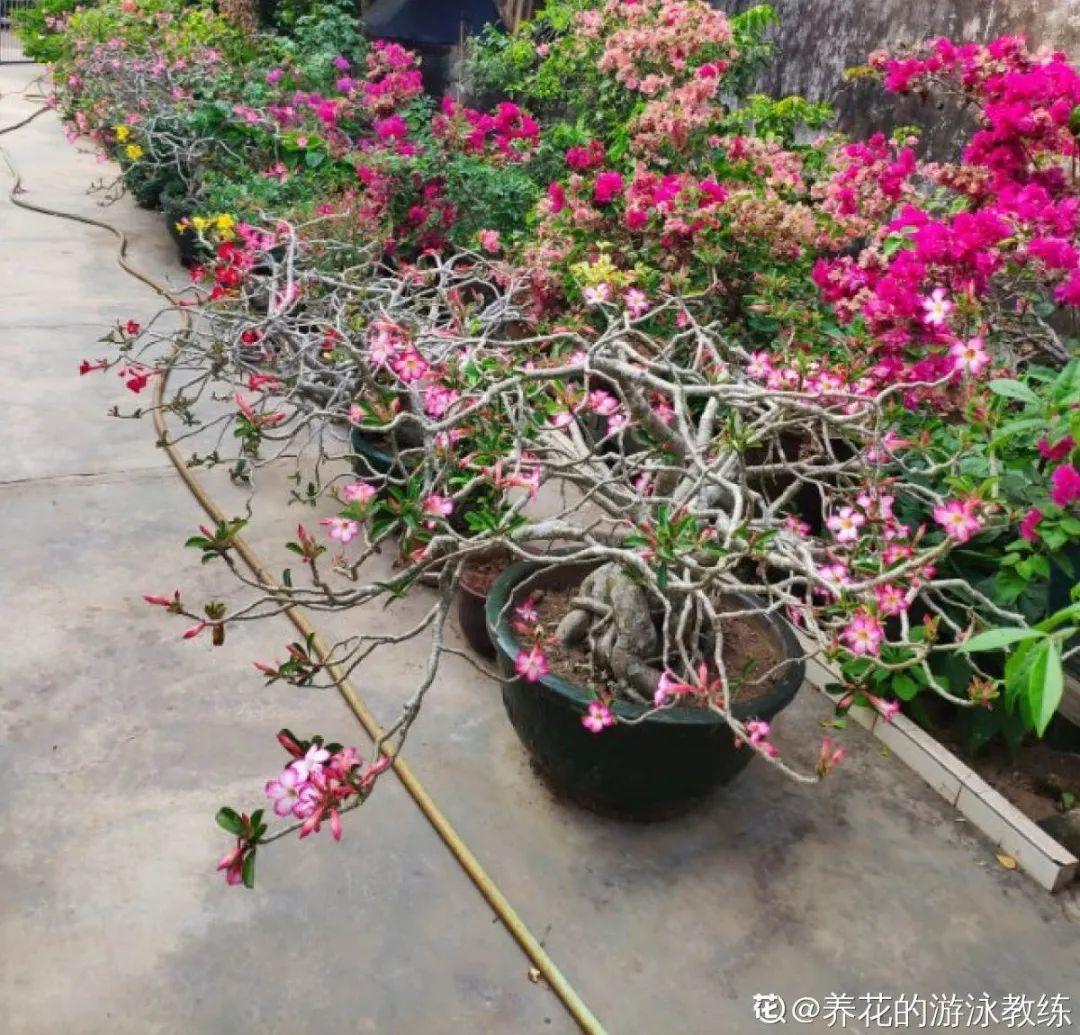 叶子|家里养棵“丑八怪”,霸气镇宅,越养越爱