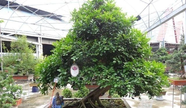 少抽两包烟，此花也要栽2株，花香不输给桂花，好养又好看！