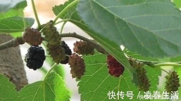 荷叶茶|这两种叶子是“天然的通便王”，吃十天便秘自然好，体重也减轻！