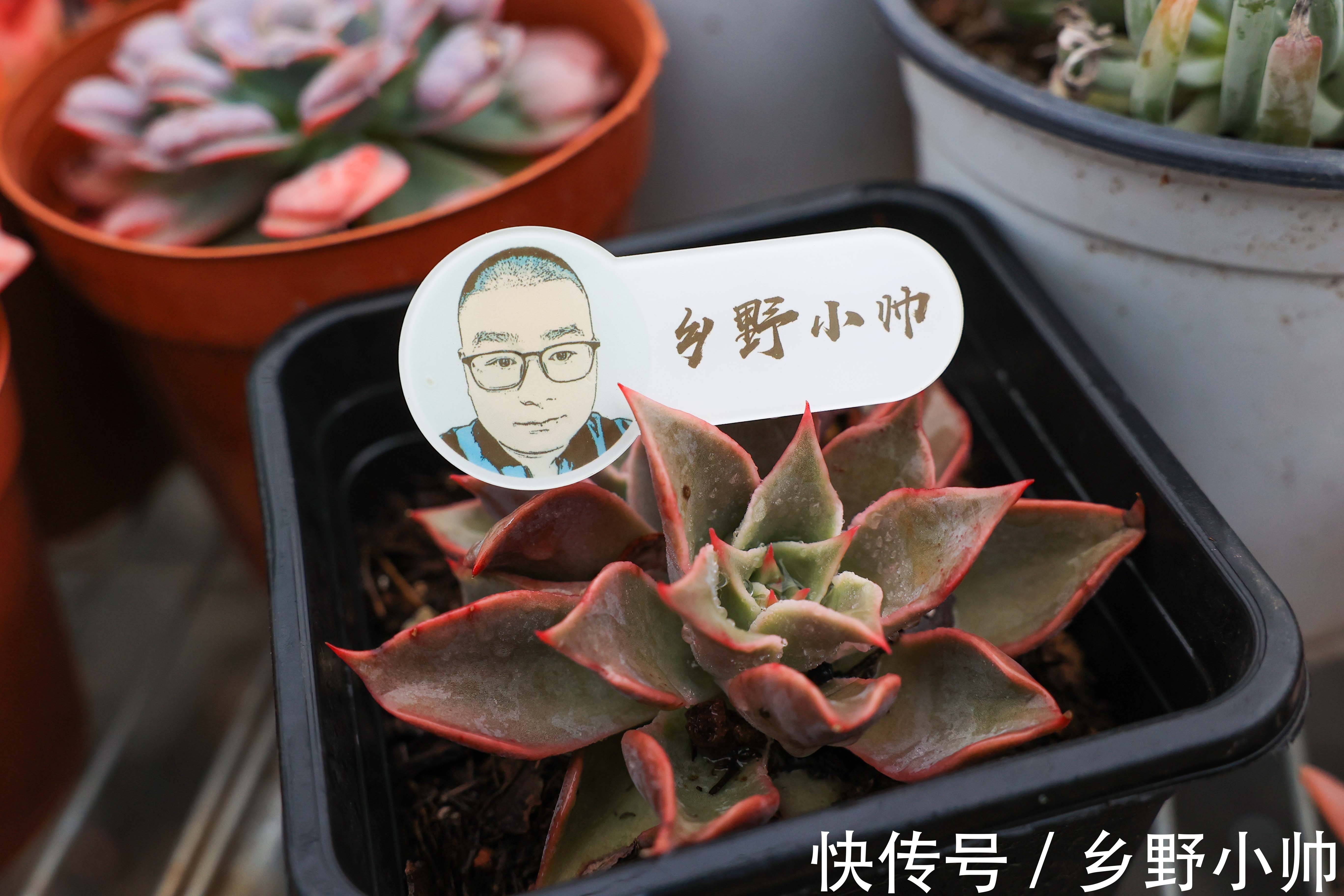 小帅说肉：饺子皮是多肉的“黄金生长期”，夏天养护要注意这些