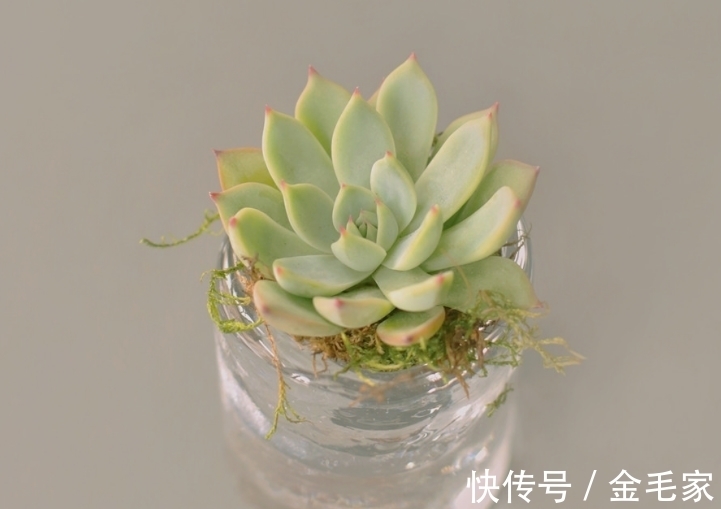 养护很长时间多肉,但是多肉一直养死,需要注意的几个方面