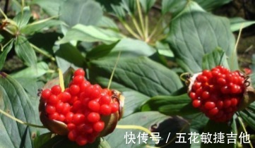 遇见|长得像石榴仔一样,晶莹亮洁,遇见请珍惜!