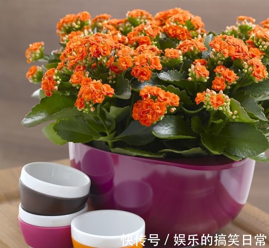 养花不选长寿花,如同不会养花,秋季做好几件事,花开鲜艳多姿