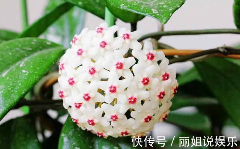 别再乱花冤枉钱,家里养棵球兰,花球一个接一个,鲜艳又灿烂