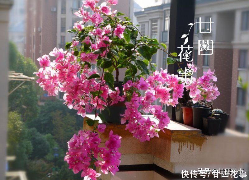 三角梅开花少？除了控水，还有3个“关键”，掌握好满枝都是花