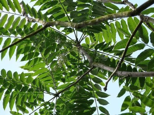 桑树|农村很常见的臭椿树,为何能被称为“树王”?