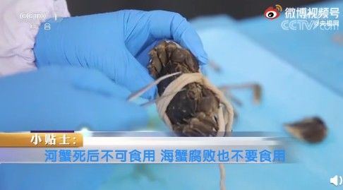 死蟹|“死蟹到底能不能吃”上热搜！网友吵翻