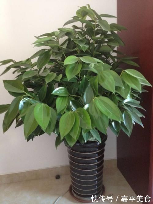 年底养花,推荐安排4种“好运花”,寓意一级棒