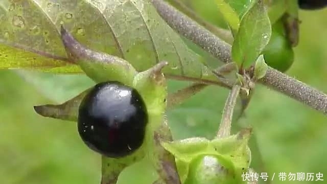  颠茄|这种毒物，小时候你见过吗？