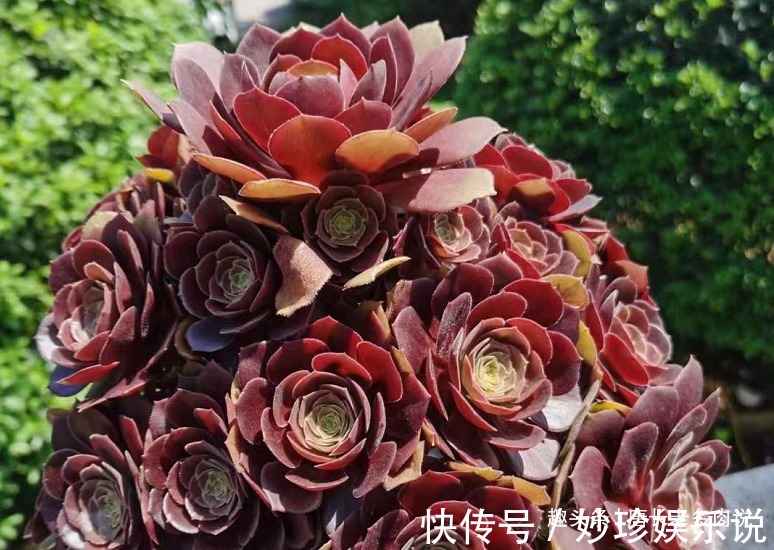 法师|多肉法师的叶片暗淡无光原因很多,并非只有缺肥才会出现这种情况