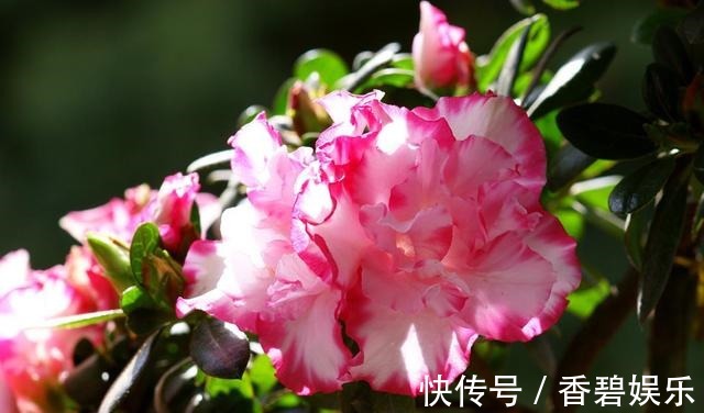 比利时|来自比利时的珍稀花卉,花色艳丽,开花就爆盆,养一盆四季有花赏