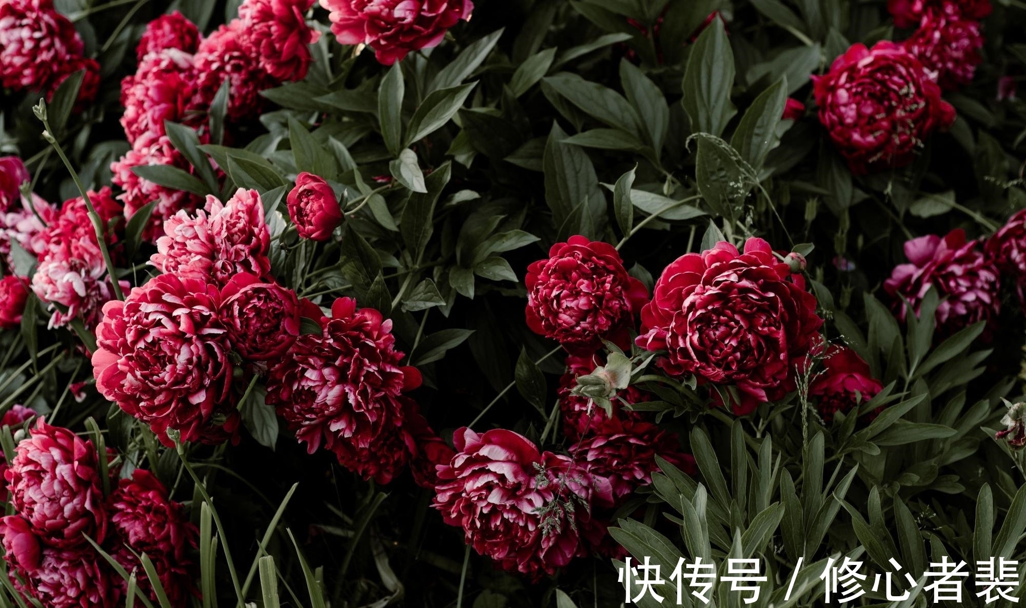 伤春悲秋!欧阳修写给少年的一首诗,开头14字豁达,结尾10字却十分尖锐