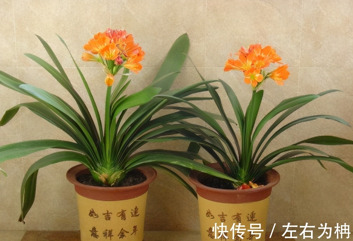 秋季|阳台养君子兰,四季学会“巧浇水”,叶子绿油油,冬季开爆盆