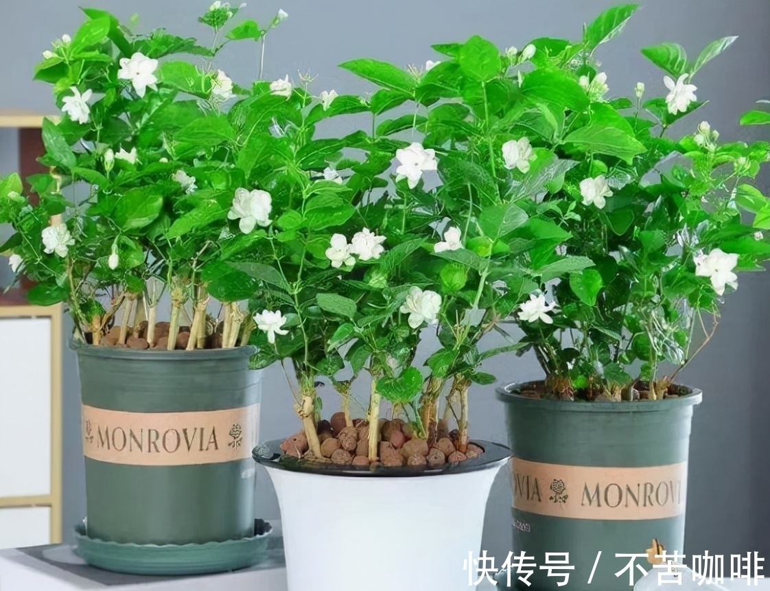 7种花特怕冷,一降温就容易死,再不管只剩盆