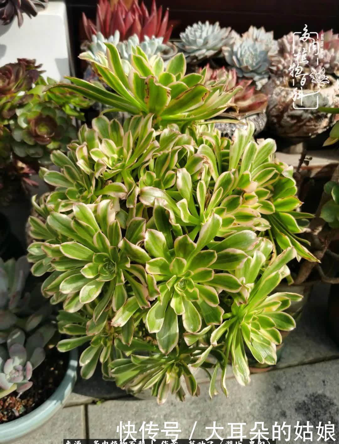 春暖花开,万物复苏,多肉迎来最美时光!