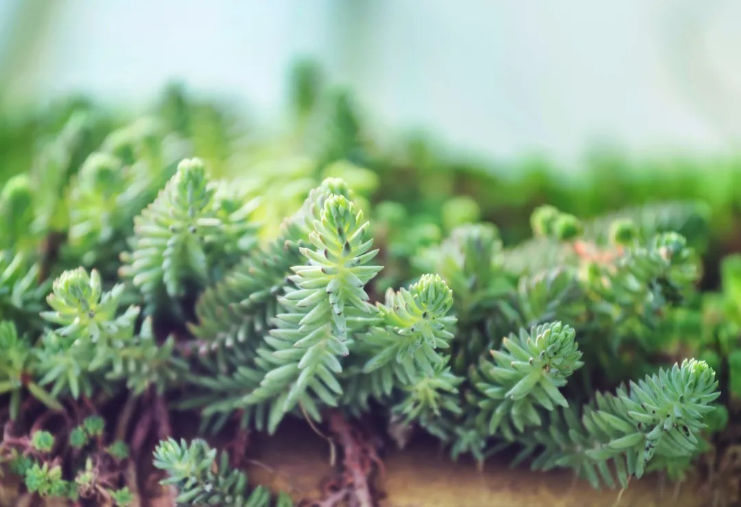 怀念|十位诗人写给妻子的诗,有怀念,有情话,有惋惜