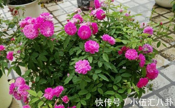 养花|养花试试这几款，花量超级多，成株能同时开几百多花，很容易爆盆