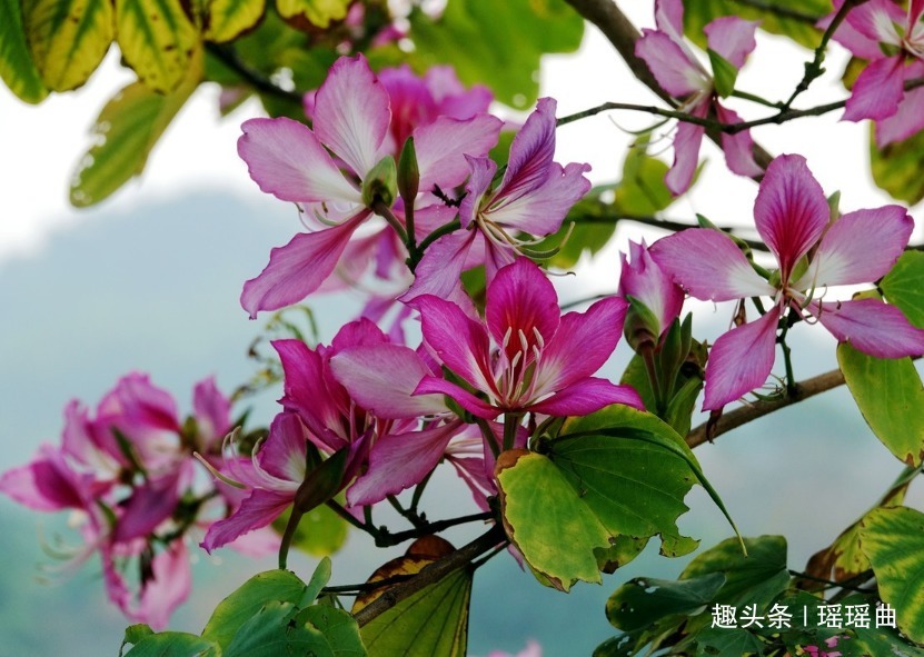 此花因其型而得名,给人情意绵绵的暖意,多有家庭和美之意