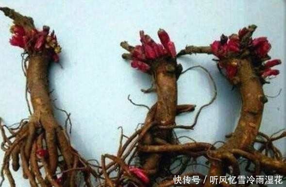 花根|老人路边买了一花根,花贩说是五色牡丹,长大后让人愤怒