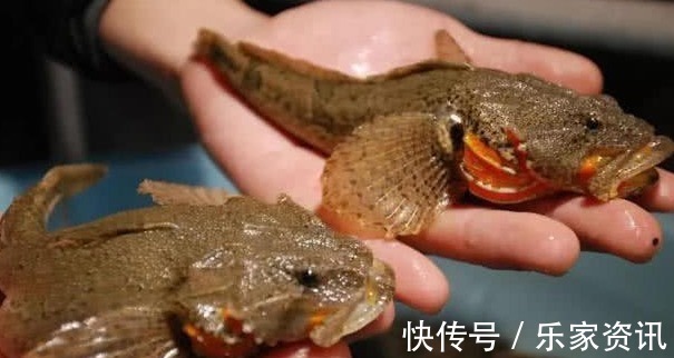 4种“名声大噪”，味道却很差的鱼，大部分人吃的只是“面子”！