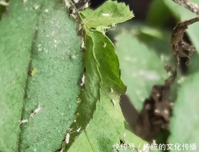 家里的月季,遭受了“虫害”,别拖着,教你4个“小方法”消灭掉!